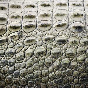 Close up of side of crocodile showing scaly skin, Australia