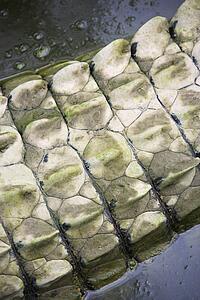 Close up of crocodile tail in water, Australia