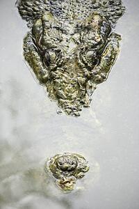 Head of crocodile swimming in water in Australia