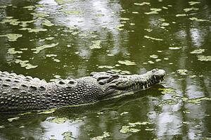 Side view of crocodile swimming in water in Australia