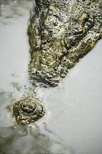 Head of crocodile swimming in water in Australia