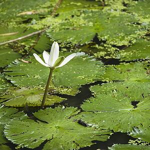 Blooming white water lily, Australia
