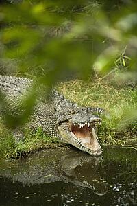 Crocodile with mouth wide open by water edge in Australia