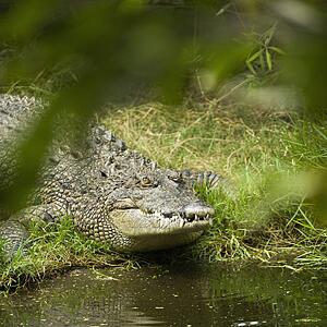 Crocodile by water edge in Australia