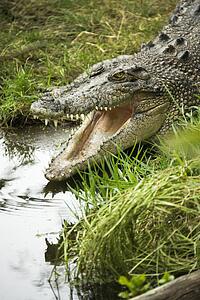 Crocodile by water edge with open mouth, Australia.