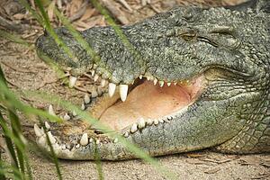 Side view of head of crocodile with open mouth, Australia