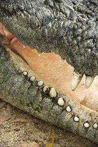 Close up of crocodile with open mouth, Australia.