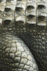 Close up of side of crocodile showing scaly skin, Australia