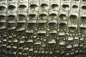 Close up of side of crocodile showing scaly skin, Australia