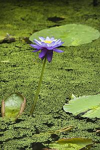 Blooming purple water lily, Australia