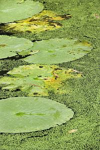 Water lily pads, Australia