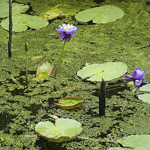 Blooming purple water lilies, Australia