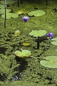 Blooming purple water lilies, Australia.