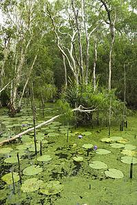 Green water with lilies and forest, Australia