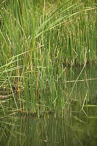Grasses growing by water, Australia.