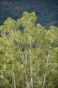 Crown canopy of rainforest trees in Australia