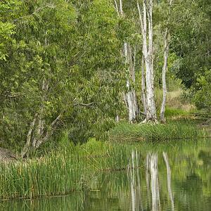 Plants and trees growing by side of water in Australia