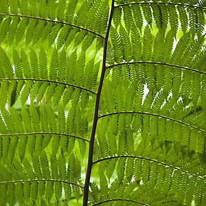 Close up of fern leaves, Australia