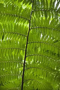 Fern leaves, Australia.