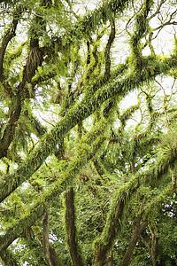 Plants growing on tree in Australia