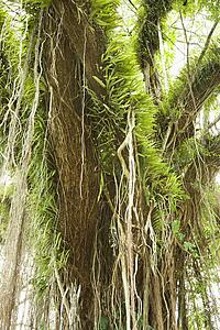 Large tree covered with vines and green leafy air plants