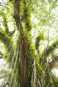 Large tree covered with vines and green leafy air plants