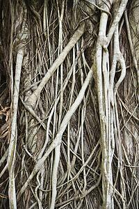 Gnarly textured tree in Australia