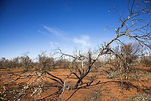 Tree growing in red dirt in rural Australian outback