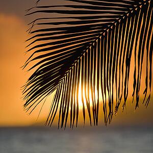 Palm frond at sunset over ocean and Maui, Hawaii.