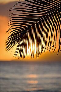 Sunset over ocean with palm frond silhouette at Maui, Hawaii.