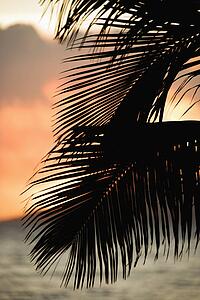 Palm leaves silhouetted against sunset and ocean on Maui, Hawaii.