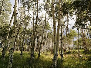 Tall Aspen tress growing in forest.