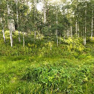 Wooded area with foliage and Aspen trees