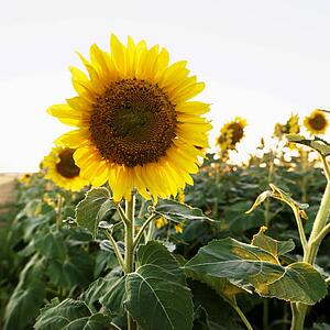 Close up of sunflower growing in field
