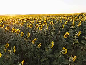 Field of sunflowers planted in rows.