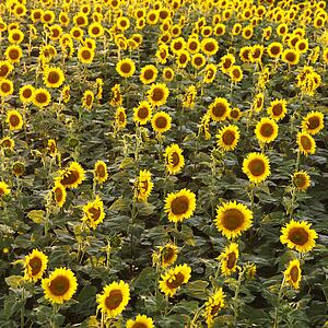 Field of sunflowers