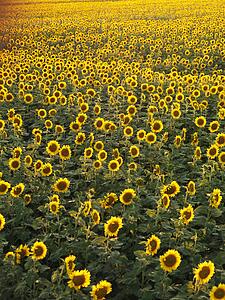 Agricultural field of sunflowers.