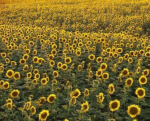 Field of many sunflowers.