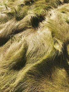 Wavy grass texture