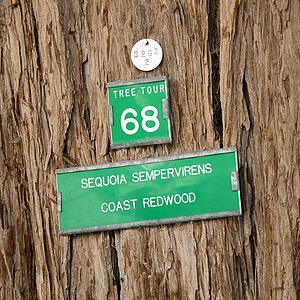 Close-up of sign on bark of California Redwood Sequoia