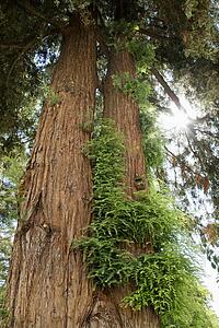 Low angle of a California Redwood Sequoia.