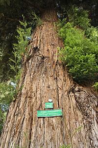 Low angle of a California Redwood Sequoia with sign