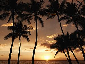 Maui, Hawaii sunset framed by silhouetted palm trees