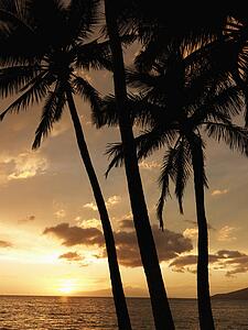 Sunset and palm trees by the Pacific Ocean in Maui Hawaii