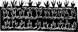 Crop 2 - Seedlings