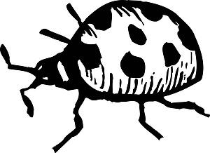 Ladybug