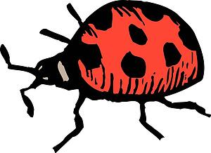 Ladybug
