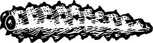 Pest - Cutworm