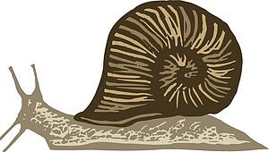Pest - Snail