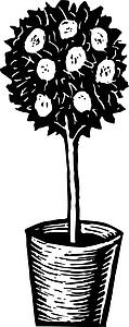 Potted Tree